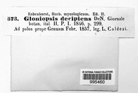 Gloniopsis praelonga image